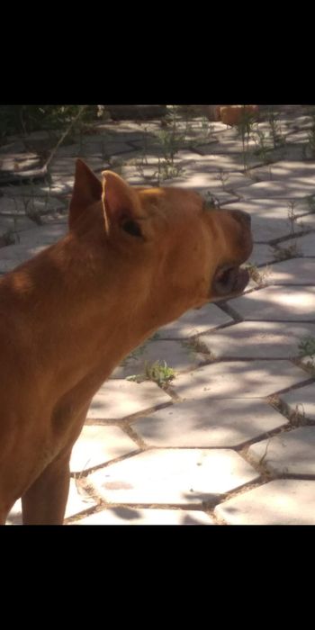 Питбултерер Самка Срочно