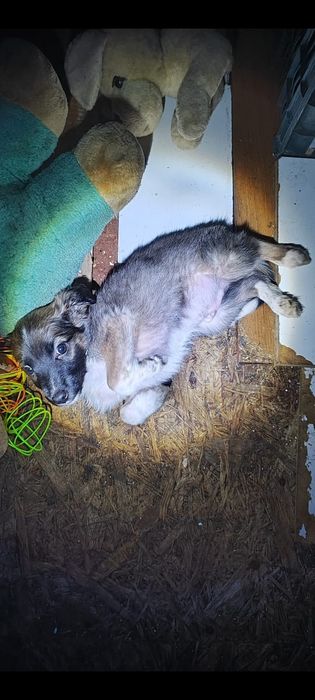 Отдам щенков . .