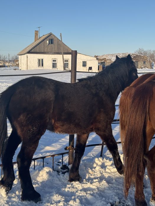 Продаю лошадь!!!