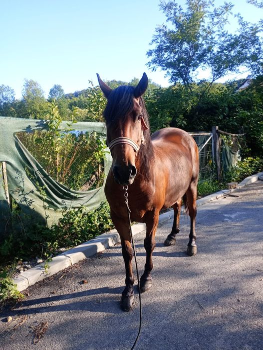 Cal  ,castrat ,mărime medie
