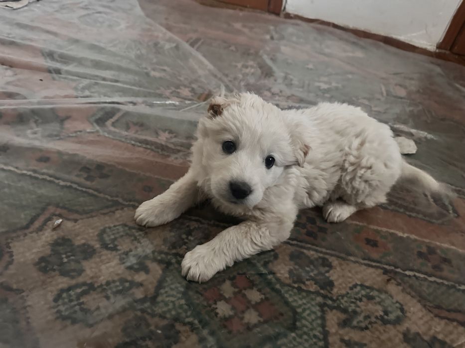 Отдам в хорошую руку