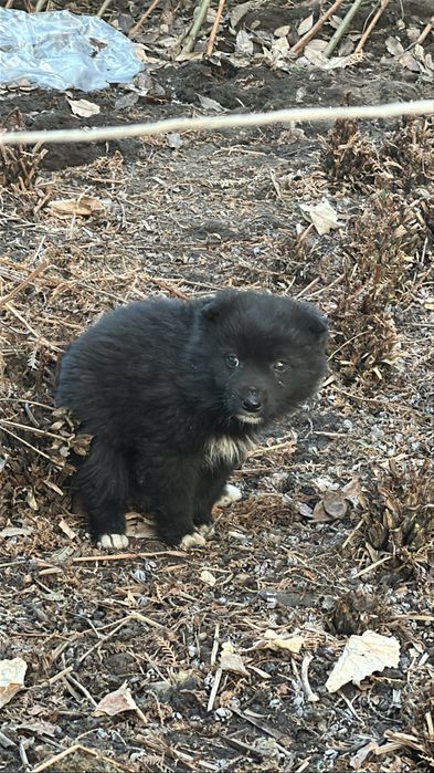 Щенки звоночки в добрые руки