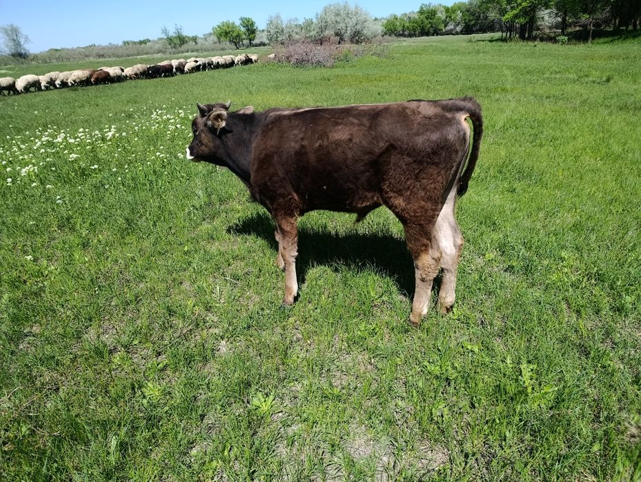 Продам бычка  10 месяцев