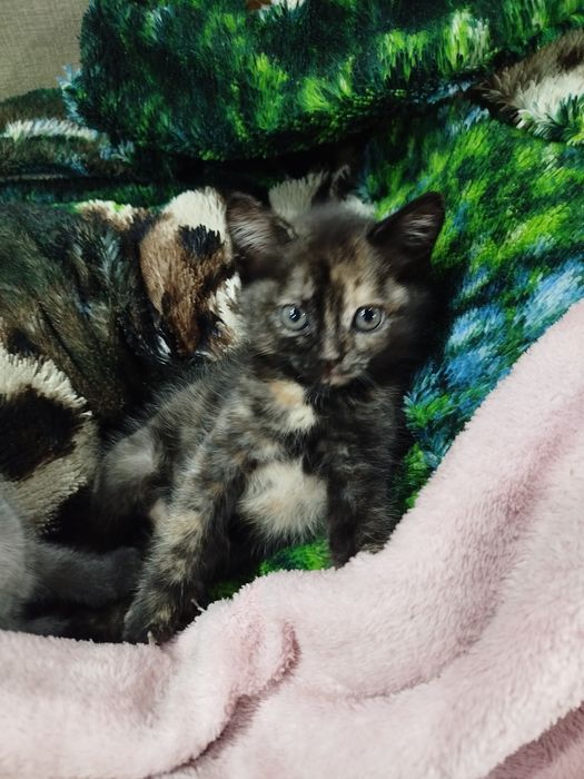 Подарю красивых котят