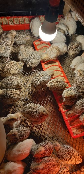 Oua si pui de prepelita