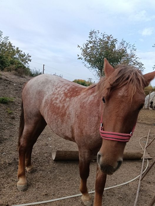 Vand manza de 1 an si 10 luni