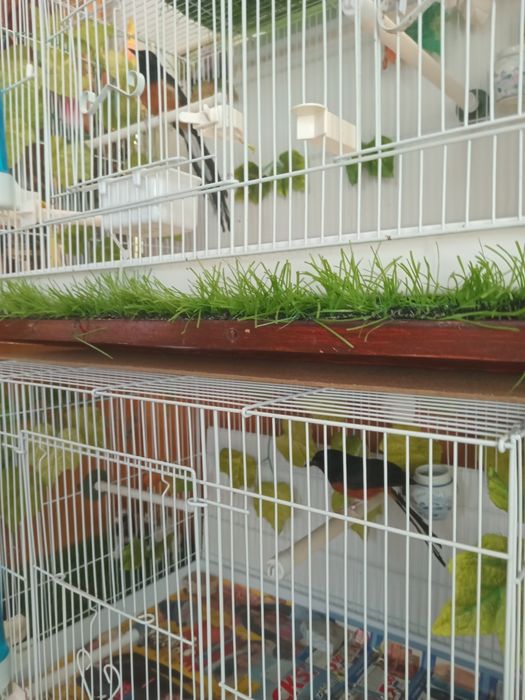 Дрозд Шама шама.