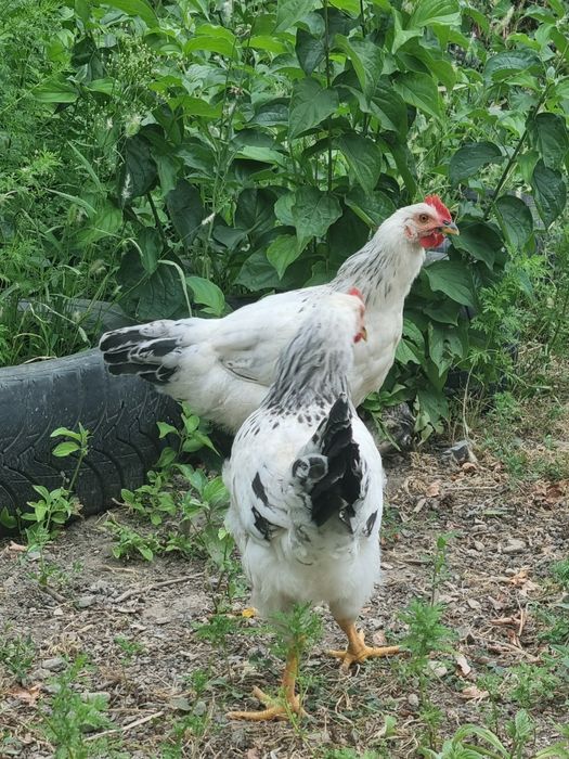 Продам петушков Адлеров