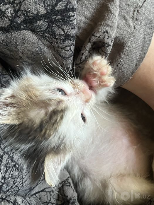маленькие котята