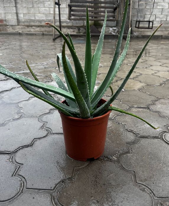 Алое 6-7 жылдык,емге жаксы