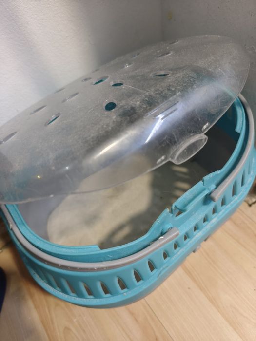 Chinchila , sinsila, vând