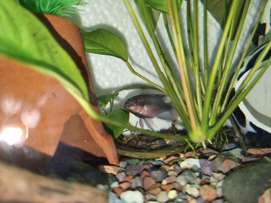 Пельвикахромис  рыбка попугайчик  осталось два мальчи можно обмен