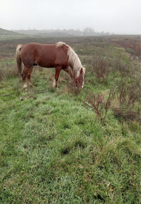 Armăsar de vânzare!