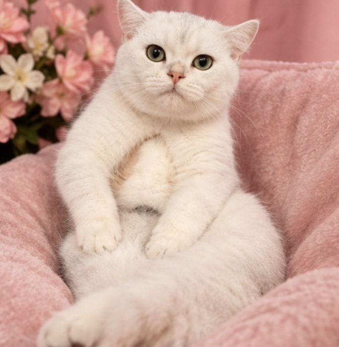Котята большой выбор Алматы