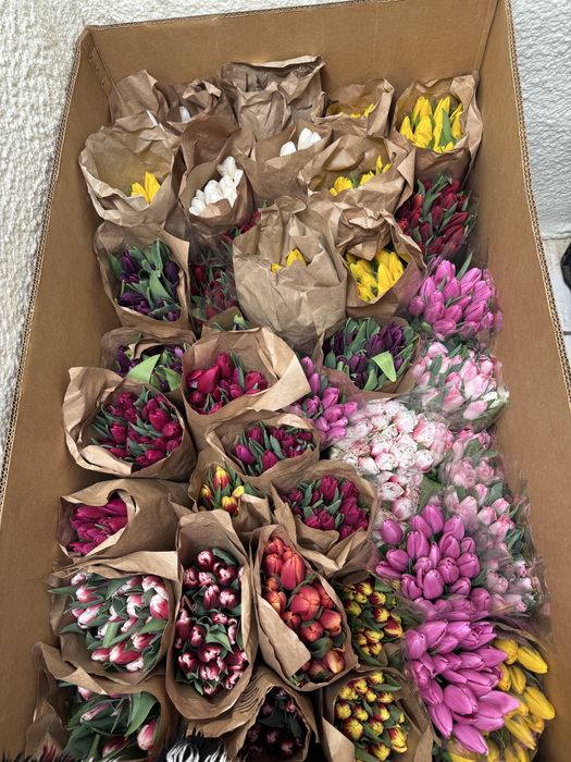Тюльпаны предзаказы