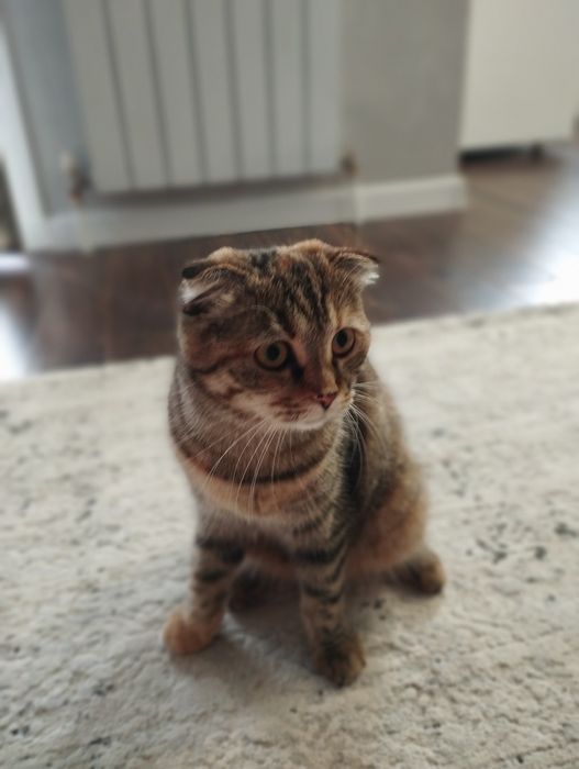 Кошка ласковая, 8мес