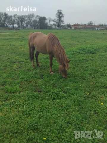 Продавам кон отличен