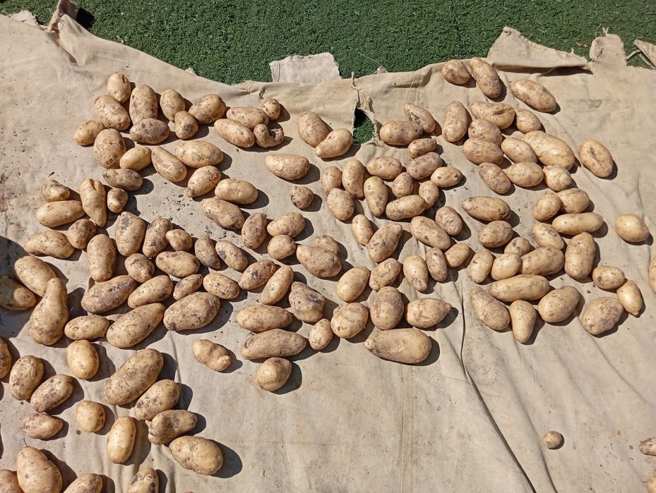 Картофель отборный со своей дачи без химии