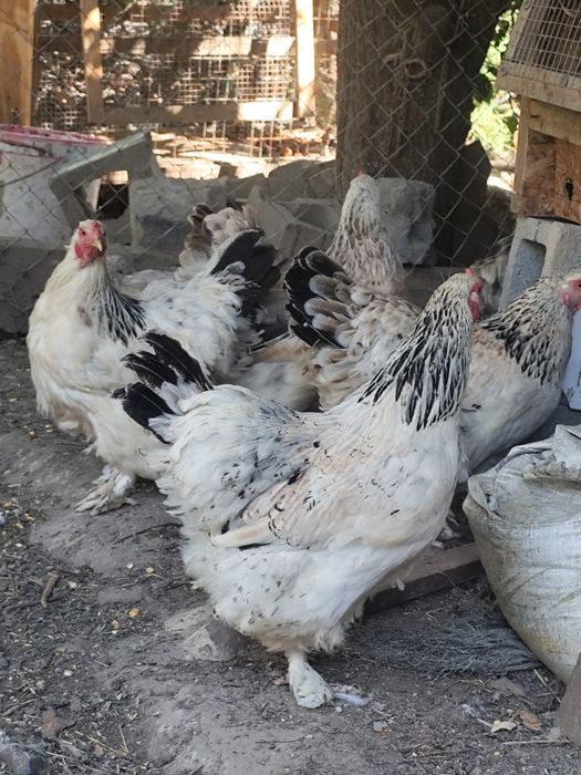 Продам кур Брамы Орпингтоны
