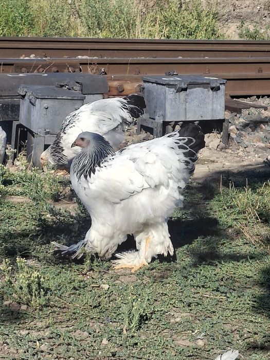Pui brahma de vânzare