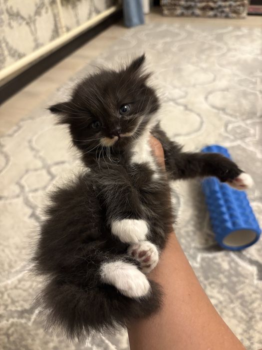 Шотландские  котята