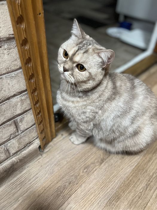 Отдам бесплатно кошку