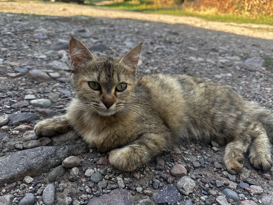 Отдам кошку в добрые руки