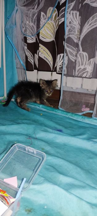 Отдам в добрые руки котенка