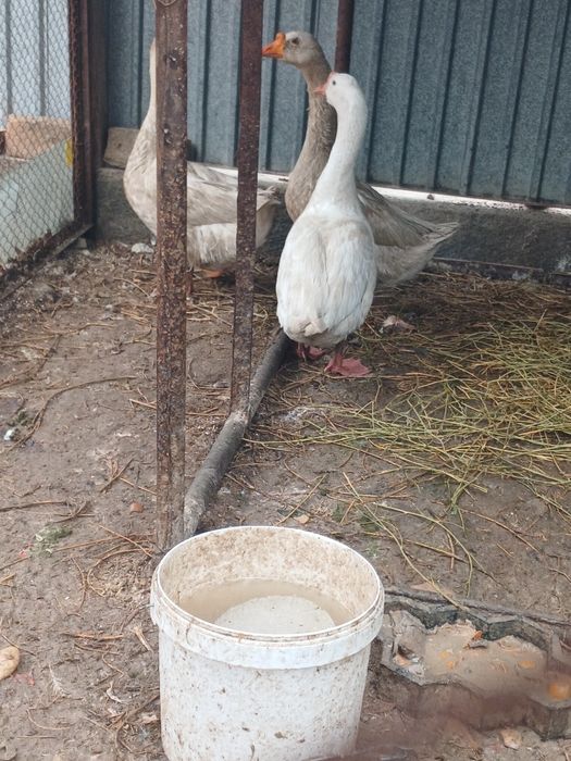 Ущ каз сатылады биреуи кораз