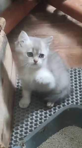 Мальчик-британец