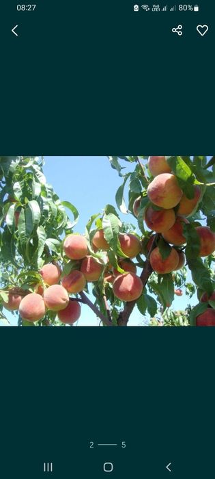 Саженцы персика, узбекские, сорт "Самарканд".