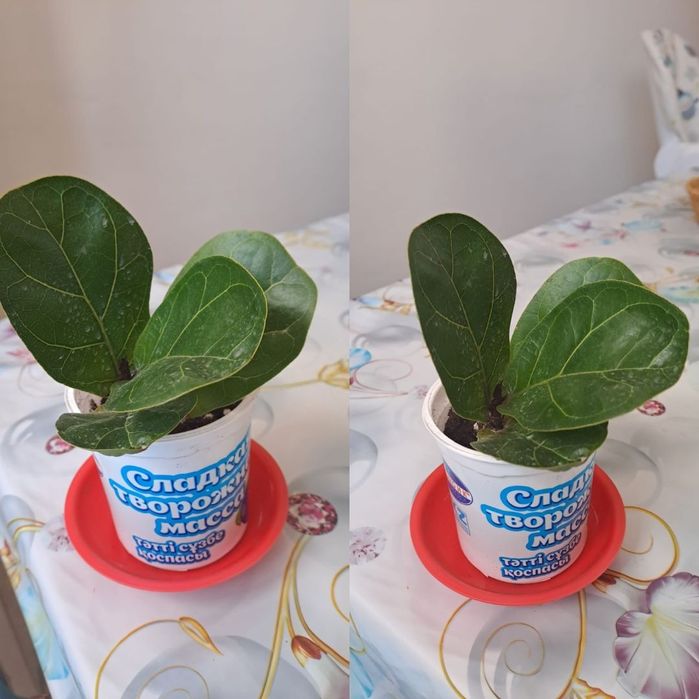 Продам комнатные растения