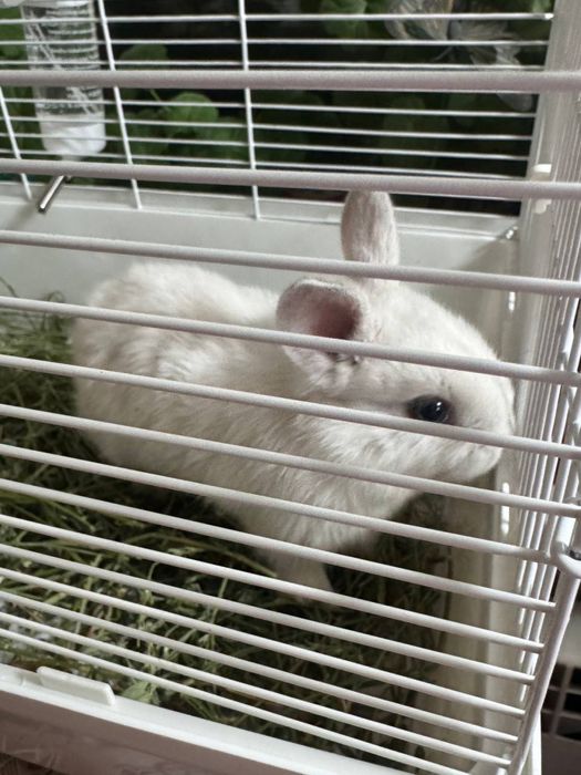 Кролик с клеткой