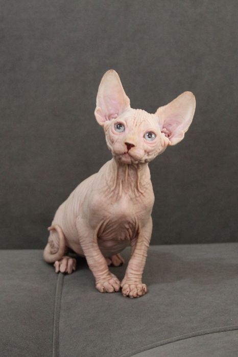 Сфинксы из профессионального питомника