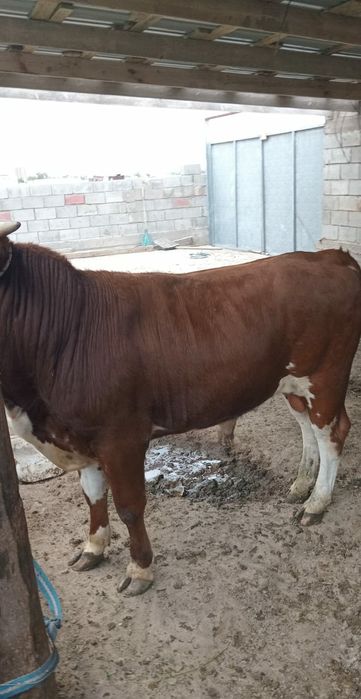 Продам продам бычкый