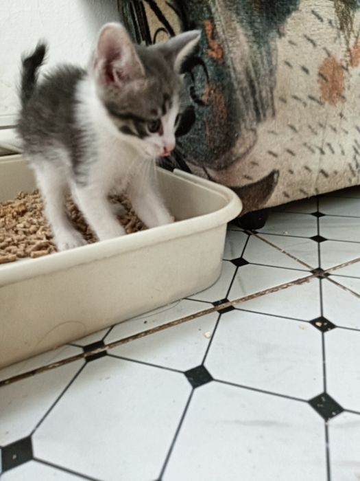 Отдам в хорошие руки