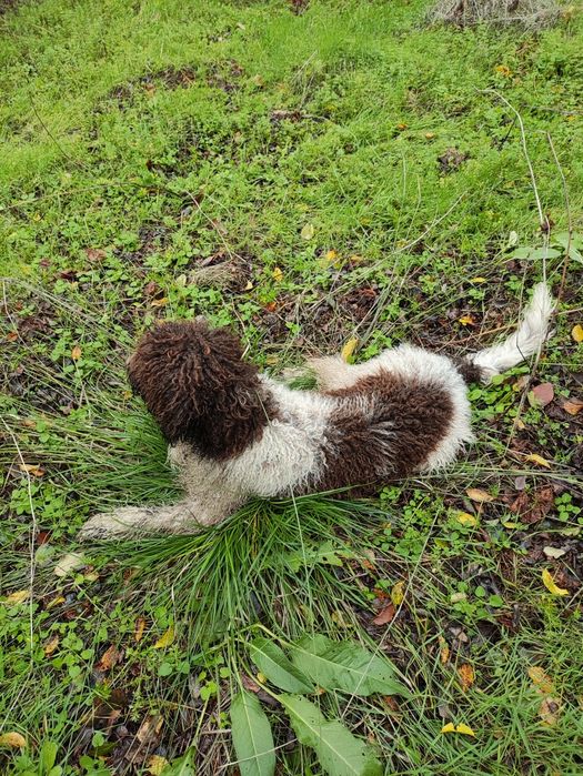 Продавам Лагото Романьоло