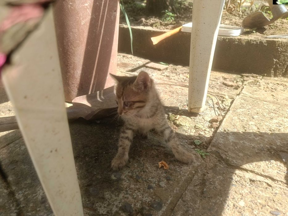 Подарявам малки котенца