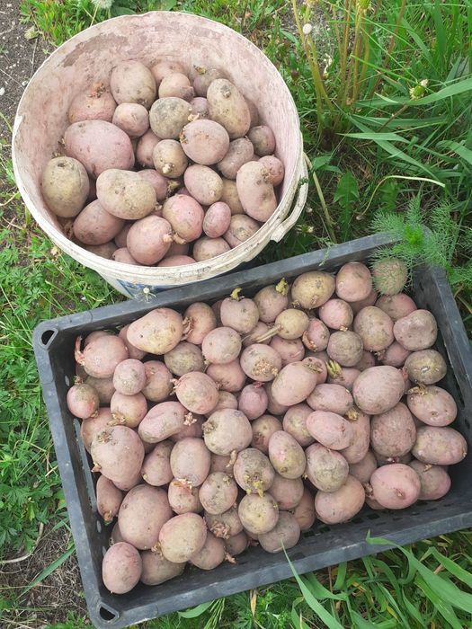 Продам семенной картофель