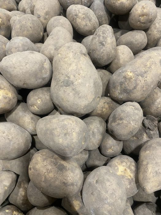 Картофель оптом товарка