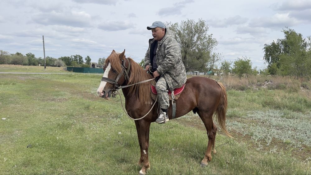 Жеребец англо дончак