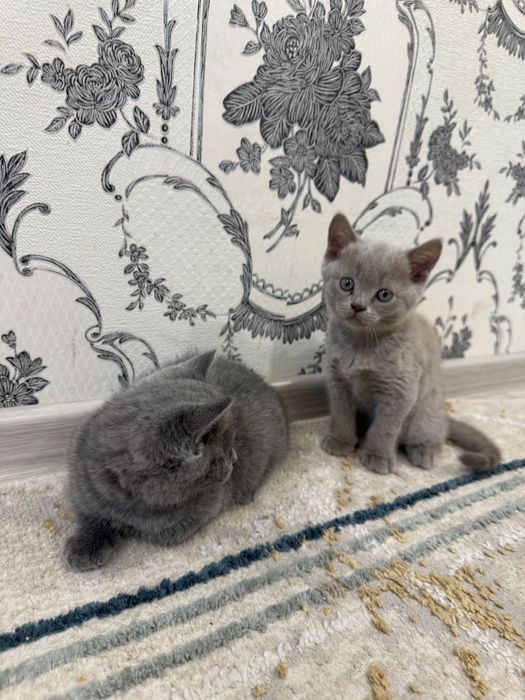 Продам котят британцев