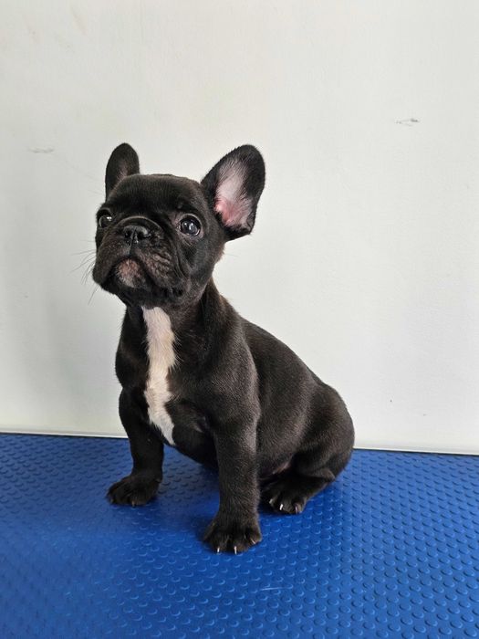 Mascul Bulldog francez negru