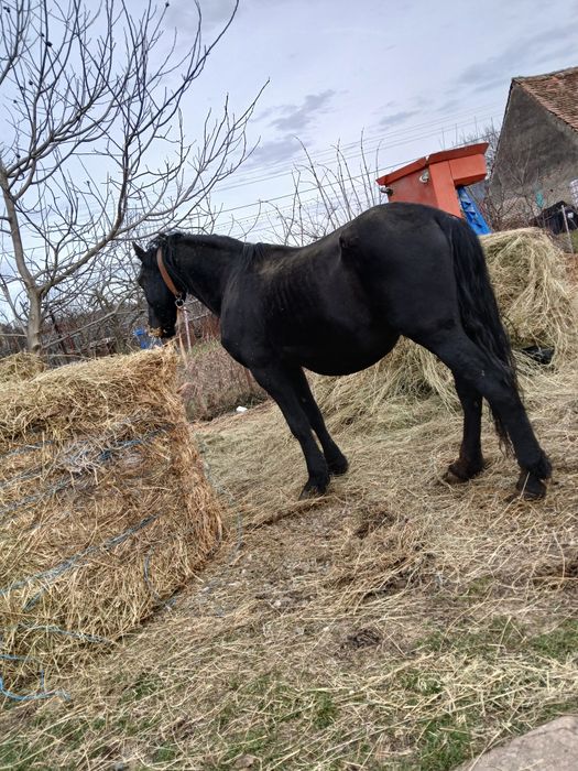 Cal de vânzare  jud Sibiu