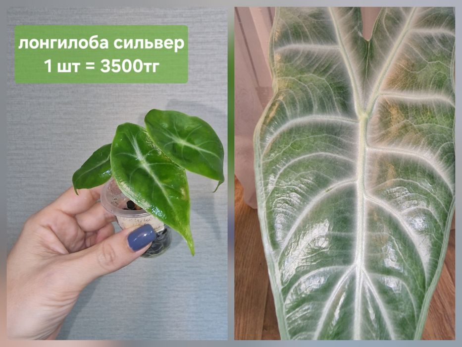 Комнатные цветы (домашние)