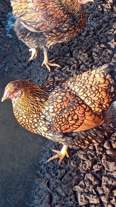 De vanzare gaini wyandotte