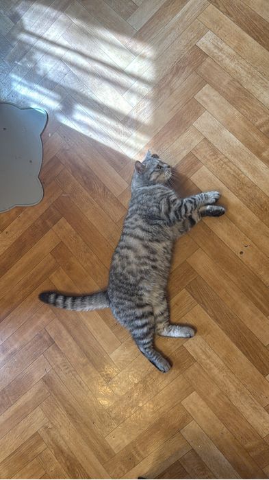 Нашла котика 9 мес