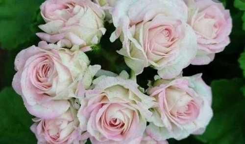 Продам укорененные пеларгонии