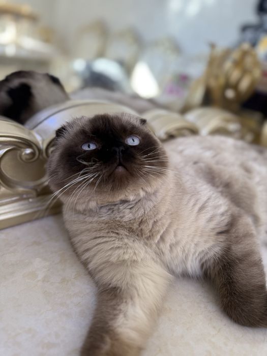 Кот на вязка Скоттиш фолд бесплатно