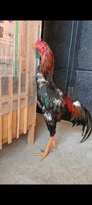 Jo'ja xo'roz sotiladi.